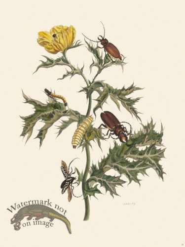 (image for) Merian Metamorphosis 24