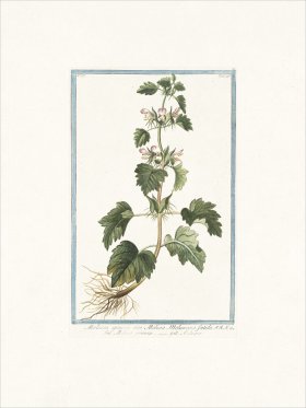 Bonelli 246 Spiny Molucca