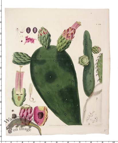 (image for) Curtis Botanical 067