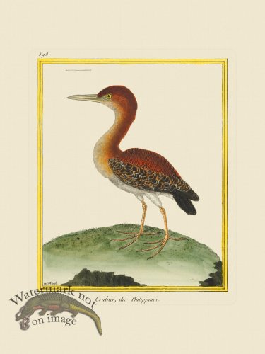 (image for) Martinet Bird 898