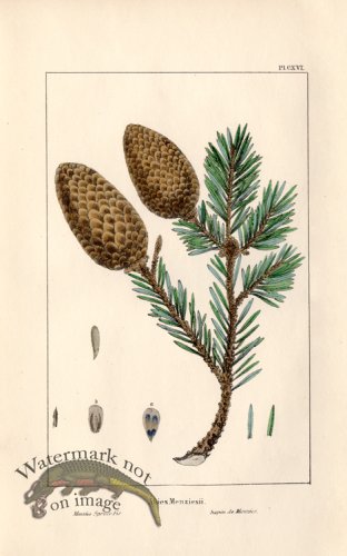 (image for) Menzies Spruce Fir
