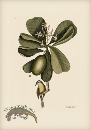 (image for) 059 Bahama Titmous