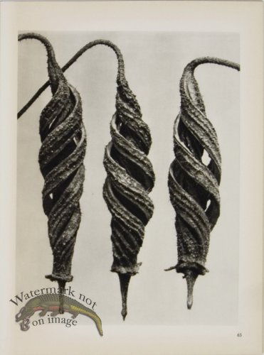 (image for) Blossfeldt T 065