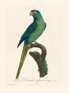 Barraband Parrot 040