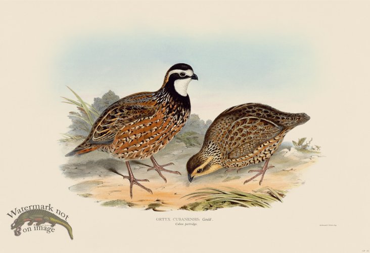 (image for) 02 Cuban Partridge