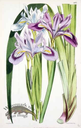 (image for) CBMS_0022