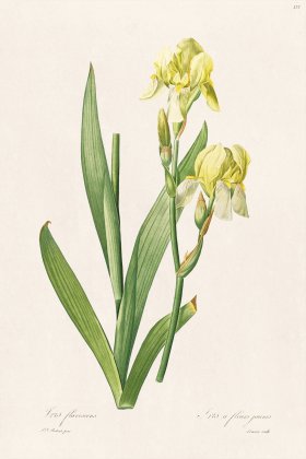 Les Liliacees Redoute 375