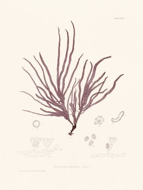 Bradbury Seaweed 074