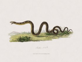 45 New Holland Caffowary