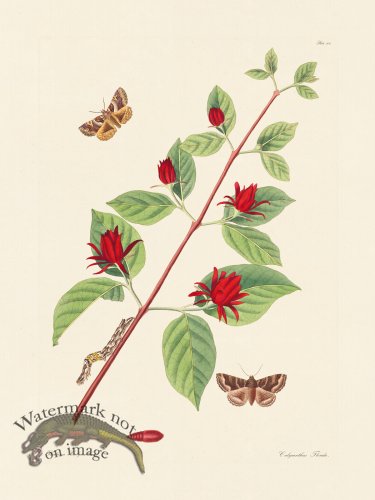 (image for) Abbot Butterfly 104