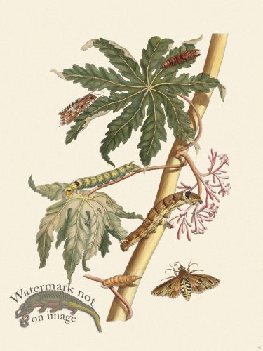 (image for) Merian Metamorphosis 62