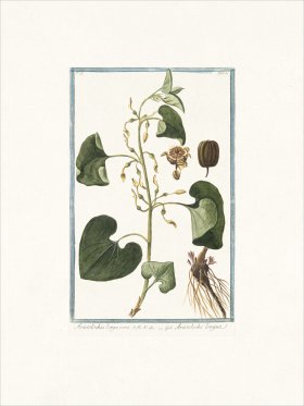 Bonelli 181 Birthwort