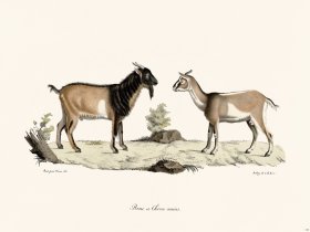 Cuvier 140 Dwarf and Dwarf