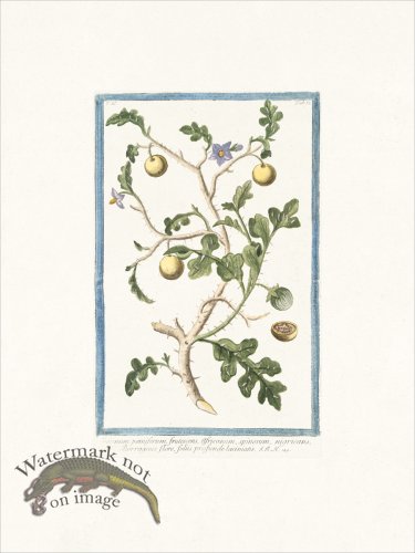 (image for) Bonelli 157 Solanum pomiferum