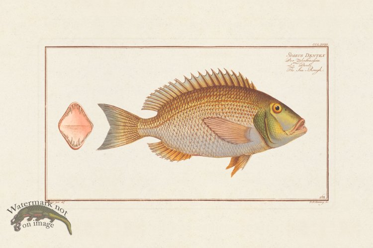 (image for) BLOCH FISH 268