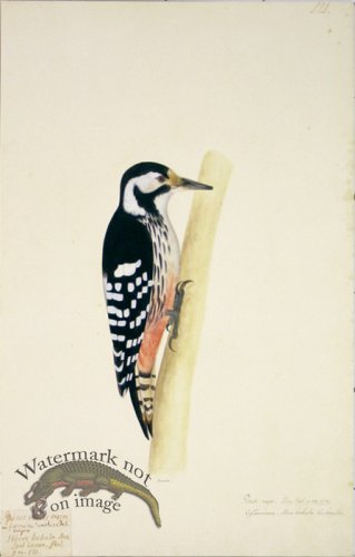 (image for) 121 Swedish Birds . Picus Major, Great Spotted Woodpecker.Female