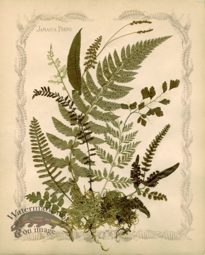 (image for) Jamaican Fern 08
