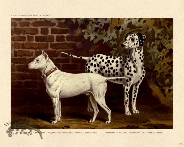 (image for) Cassell Dog 08