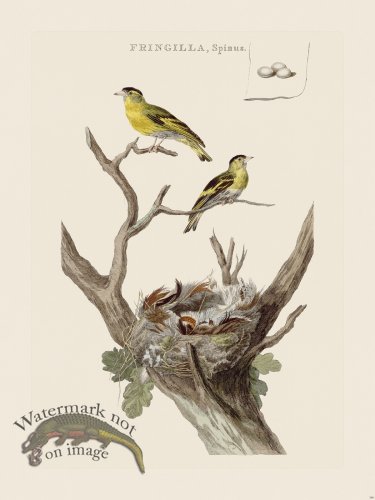 (image for) Nozeman Bird 188