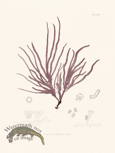 (image for) Bradbury Seaweed 074