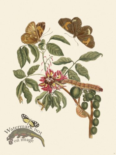 (image for) Merian Metamorphosis 35