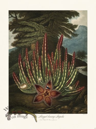 (image for) 24 The Maggot bearing Stapelia