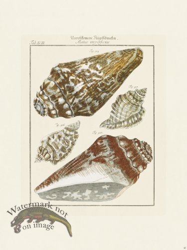 (image for) Martini Shells 045