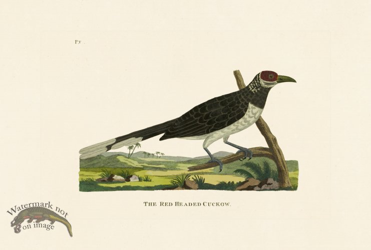 (image for) Pennant Zoology 093