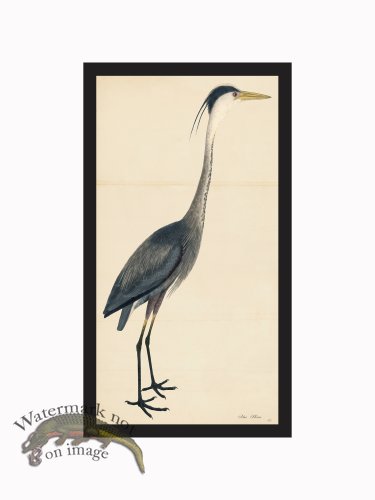 (image for) Rudbeck CFA_BF 40 Blue Heron