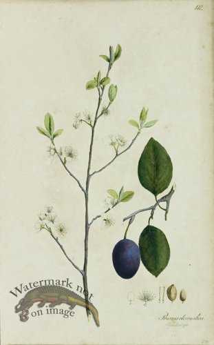 (image for) 1828_Gmp 037