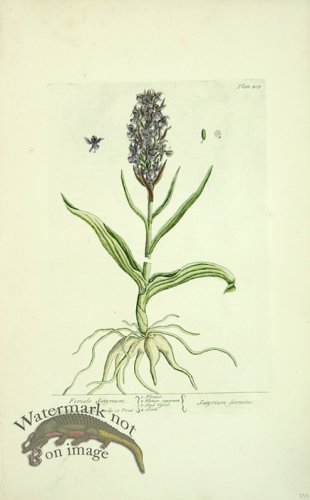 (image for) Blackwell E 38