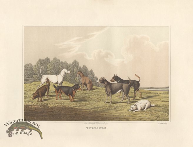 (image for) Terriers