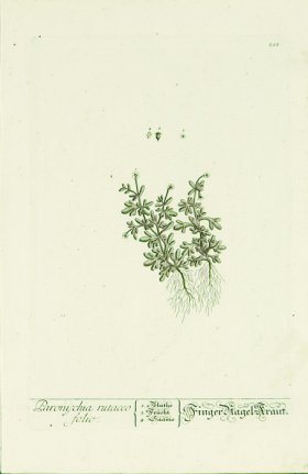 Blackwell German 136