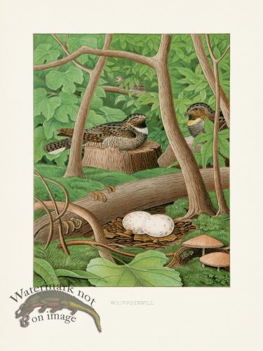 Thomas Gentry Bird 15