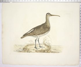 Whimbrel