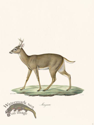 Cuvier 018 Brocket Deer