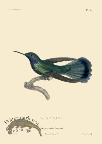 (image for) Humming Bird 03