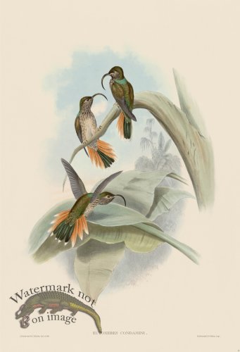 (image for) Gould Hummingbird 004