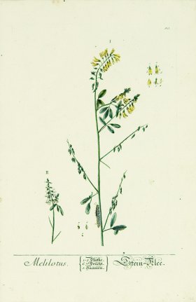 Blackwell German 259