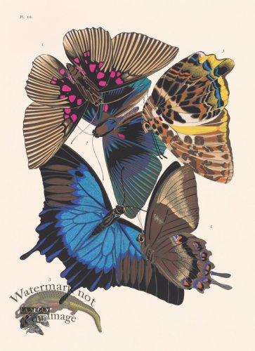 (image for) Seguy Butterfly 16