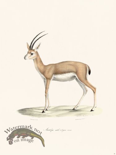 (image for) Cuvier 036 Antelope Male with Long Horns