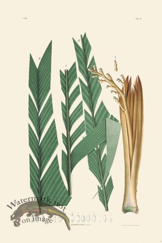 (image for) Rodrigues Palm Front 015