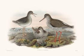 (image for) Gould Shore Bird 014