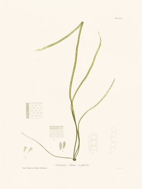 Bradbury Seaweed 152