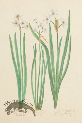 (image for) Blomboken 046