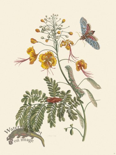 (image for) Merian Metamorphosis 45