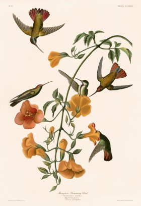 184 Mangrove Hummingbird