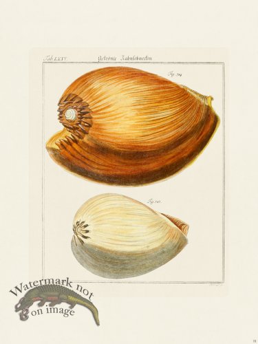 (image for) Martini Shells 031