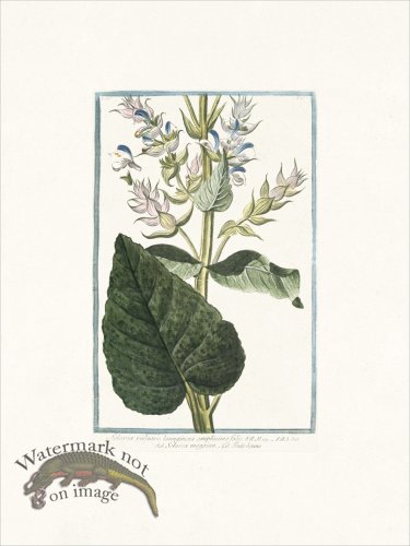 (image for) Bonelli 223 Common Sage