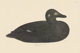 Rudbeck CFA 259 White winged Scoter